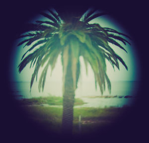 Close-up of palm tree