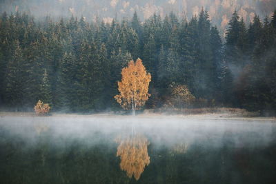 Autumn leaves in lake