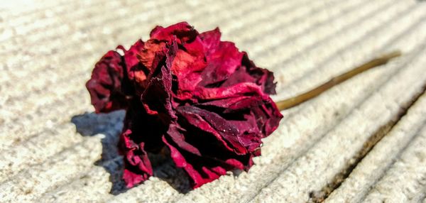 Close-up of red rose