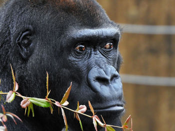 Close-up portrait of black