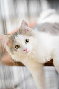 Close-up portrait of cat