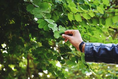 Midsection of person with leaves against trees