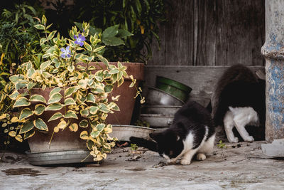 Cat relaxing in a yard