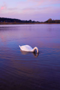 Beautiful swan swimming in lake at sunset time. beautiful purple and pink colours