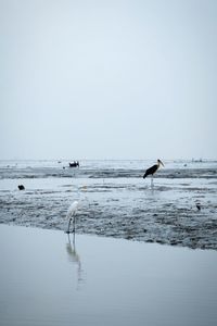 View of birds on beach against sky