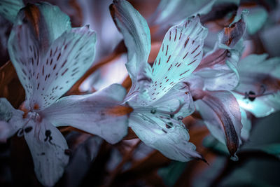 Close-up of white flowering plant