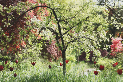 View of trees on landscape