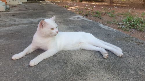 High angle view of white cat resting on road