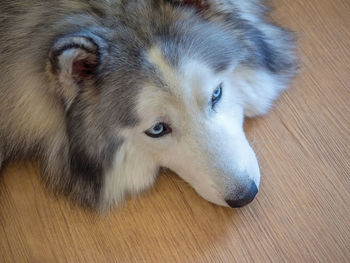 Close-up portrait of dog lying on hardwood floor