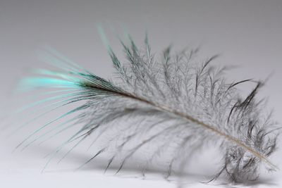 Close-up of feather against white background