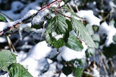 Close-up of frozen plant during winter