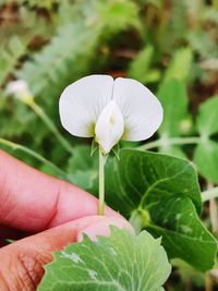 Close-up of hand holding small flower