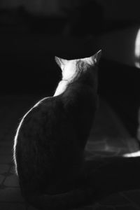 Close-up of cat resting at home