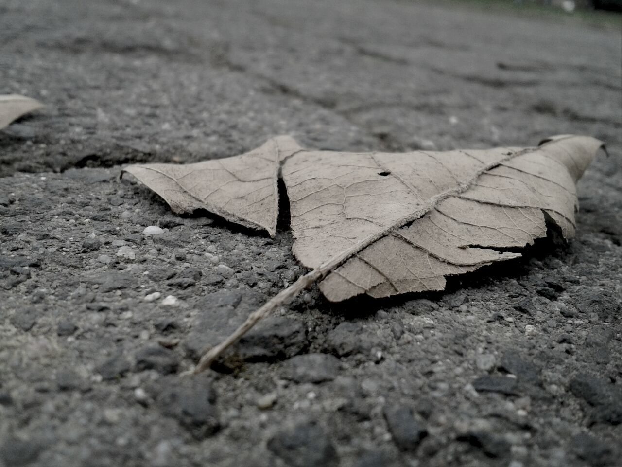 one animal, insect, animal themes, close-up, animals in the wild, wildlife, leaf, selective focus, ground, focus on foreground, nature, dry, outdoors, high angle view, day, sunlight, no people, animal antenna, damaged, sand