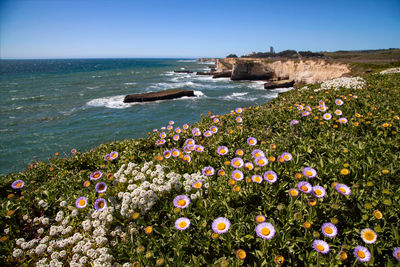 Spring flowers at california coastline