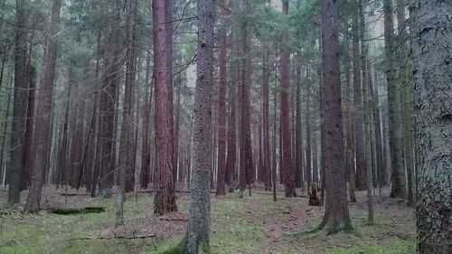 Trees in forest