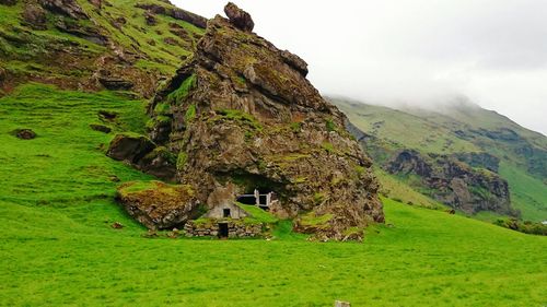 Scenic view of grassy landscape