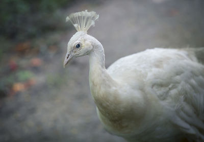 Close-up of peacock