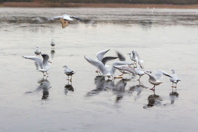 Birds flying over lake during the winter months 