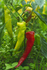 Close-up of red chili peppers on field