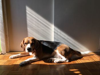 Portrait of dog relaxing at home