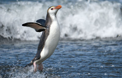 View of bird in sea