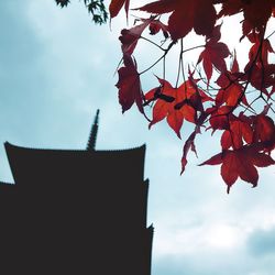 Low angle view of tree branches