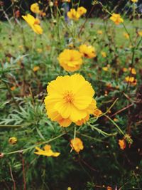 Close-up of yellow cosmos flowers blooming outdoors