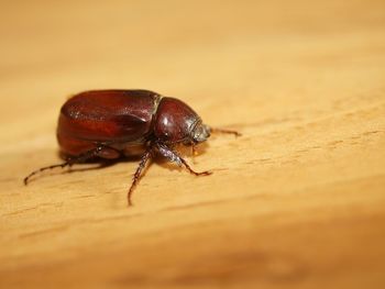 Close-up of insect