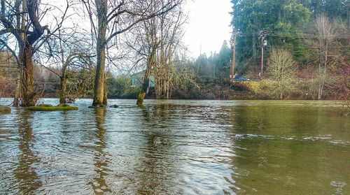 Reflection of trees in water