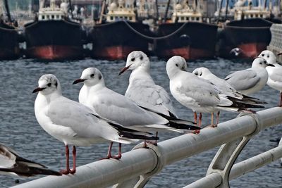 Seagulls perching on railing against sea