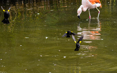 View of birds in lake