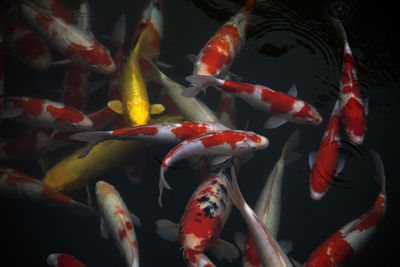 Close-up of koi fish in sea