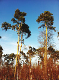 Low angle view of trees against sky