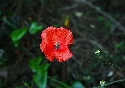 Close-up of red rose flower