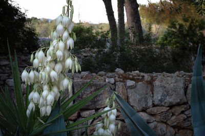 Close-up of flowers blooming outdoors