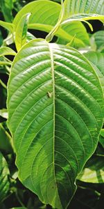 Close-up of green leaves