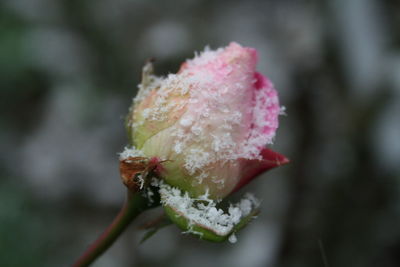 Close-up of pink flower