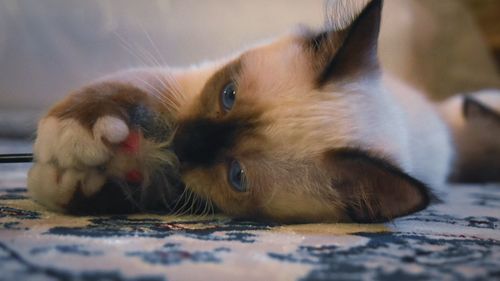 Close-up of cat lying on bed