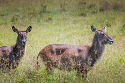 Deer standing in forest