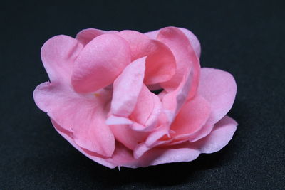 Close-up of pink rose against black background