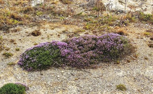 High angle view of purple flowering plant on field