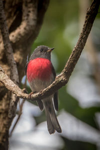 Close-up of a rose robin perching on branch