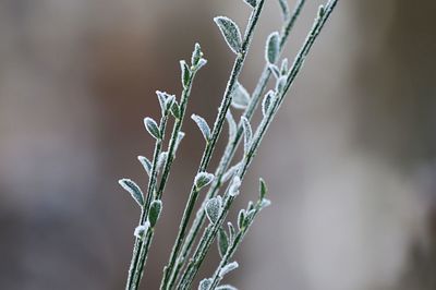 Close-up of plant against water