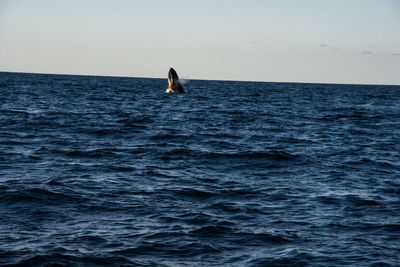 Man swimming in sea against clear sky