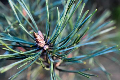 Close-up of insect on pine tree