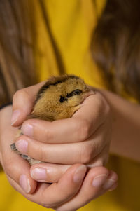 Close-up of a hand holding baby creme legbar chicken