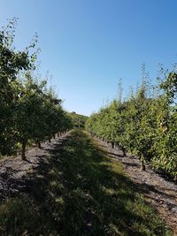 Walkway amidst trees on field against clear sky