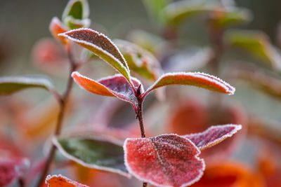 Beautiful red aronia leaves with a frosty edge. morning scenery in the garden. 