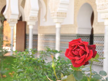 Close-up of rose roses against building